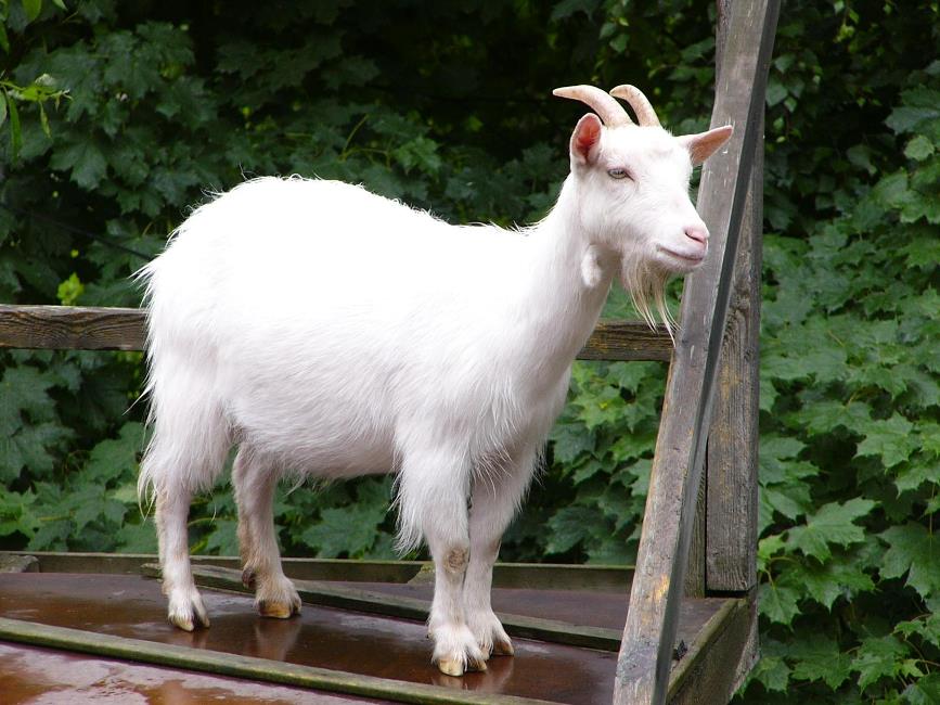 goats1