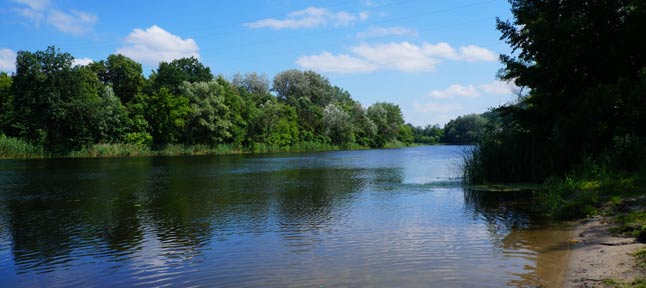 gomolshanskiy forest